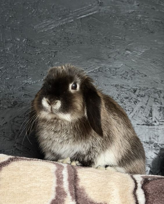 Iepuraș Pitic holland Lop/lop olandez