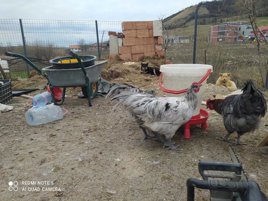 Cocosi Australorp