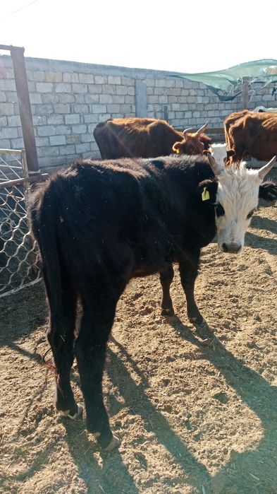 Ақта өгіздер сатылады