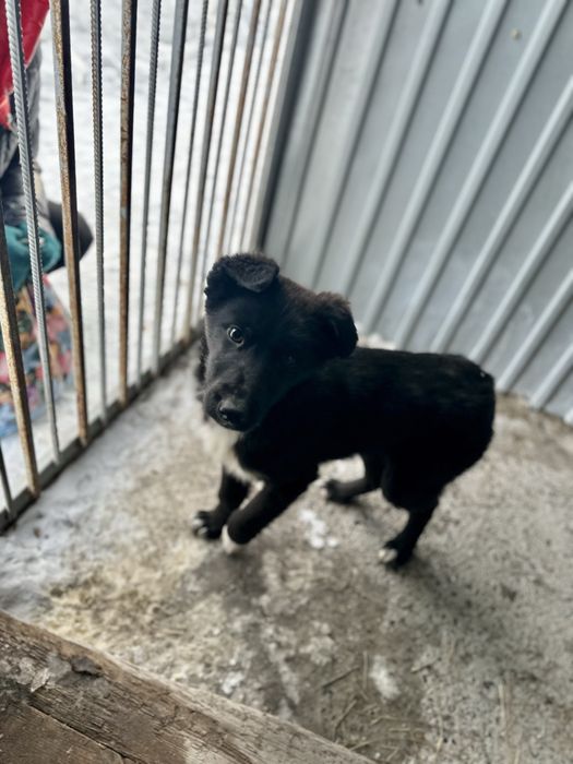 Отдам щенка девочку