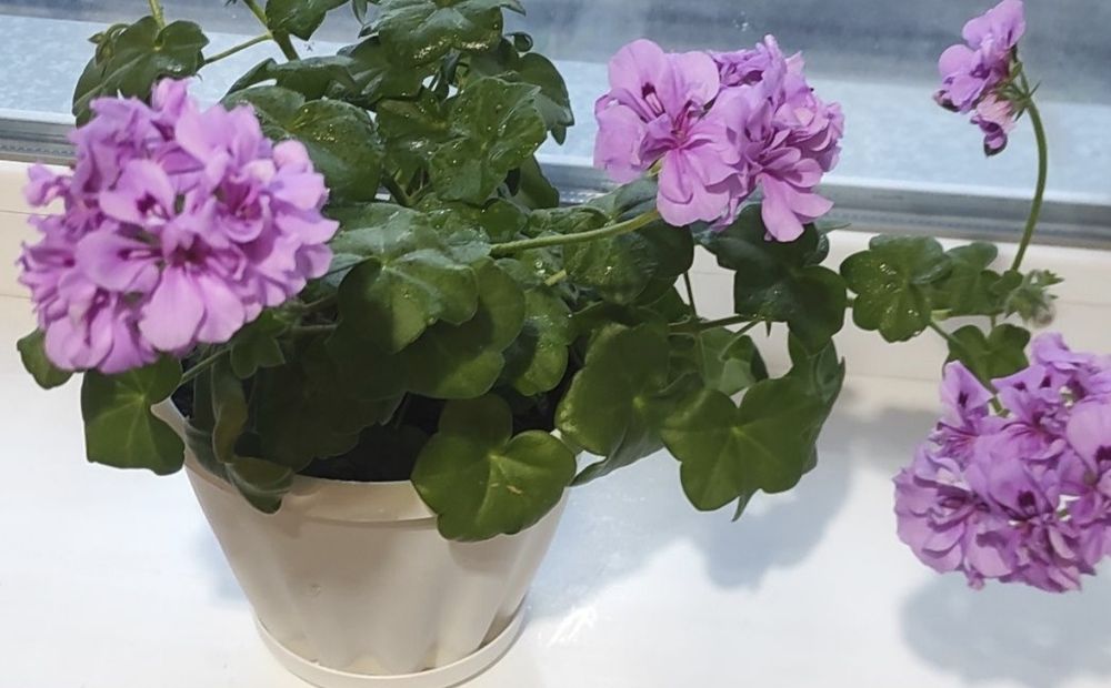 Комнатные растения