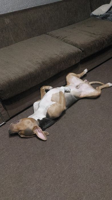 Стаффордширский терьер триколор