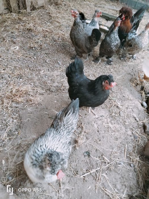 Продам куриц японский карлик