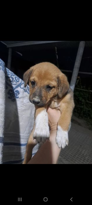 Щенки , күшік бар 1.2 месяцев