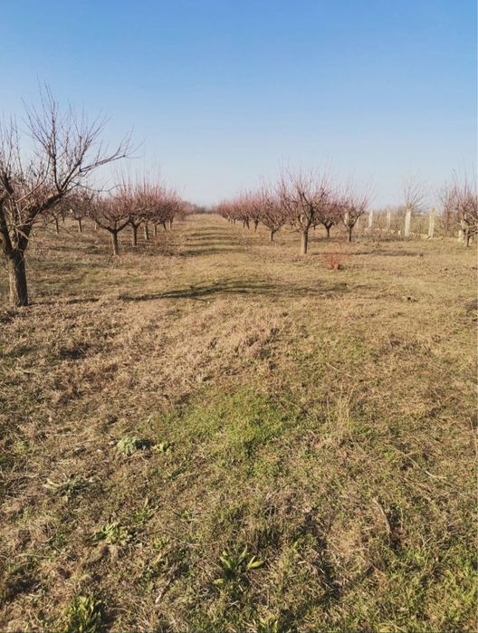 Livadă 5000 mp la șosea