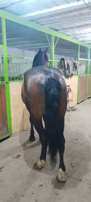 Жеребец айғыр конь