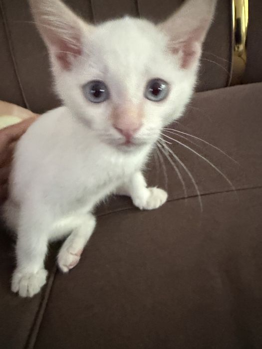 Отдам даром котенка