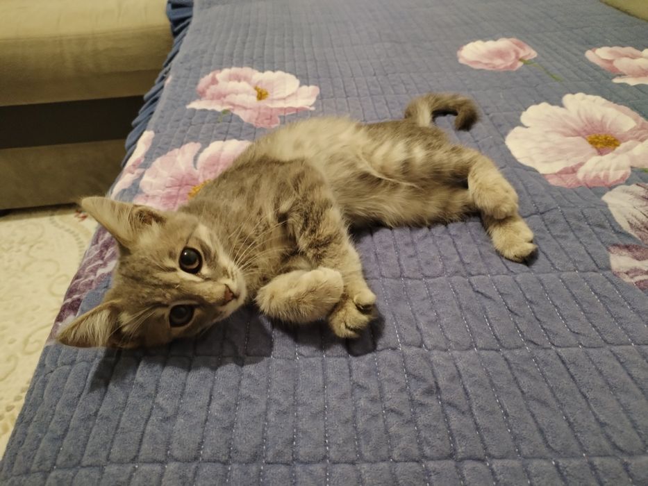 Котёнок в добрые руки