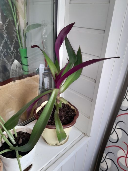 Продам Рея цветы комнатные