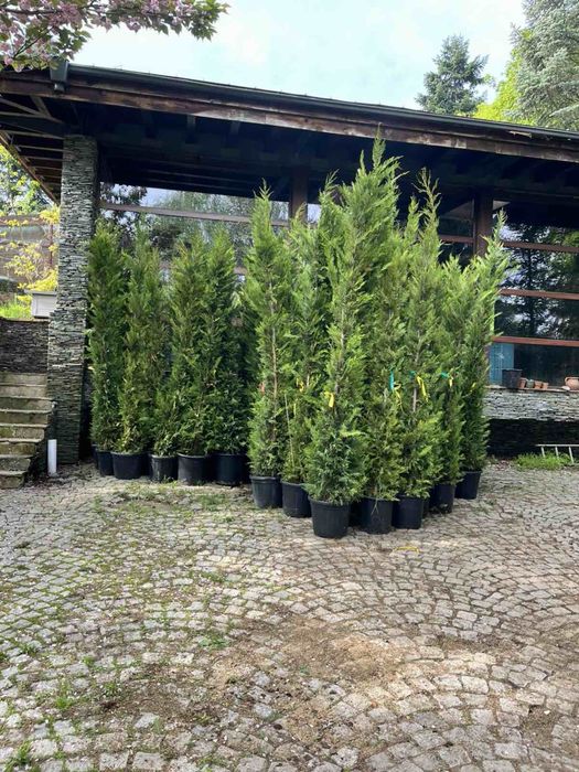Кипарис Leylandii, бързорастящ вечнозелен
