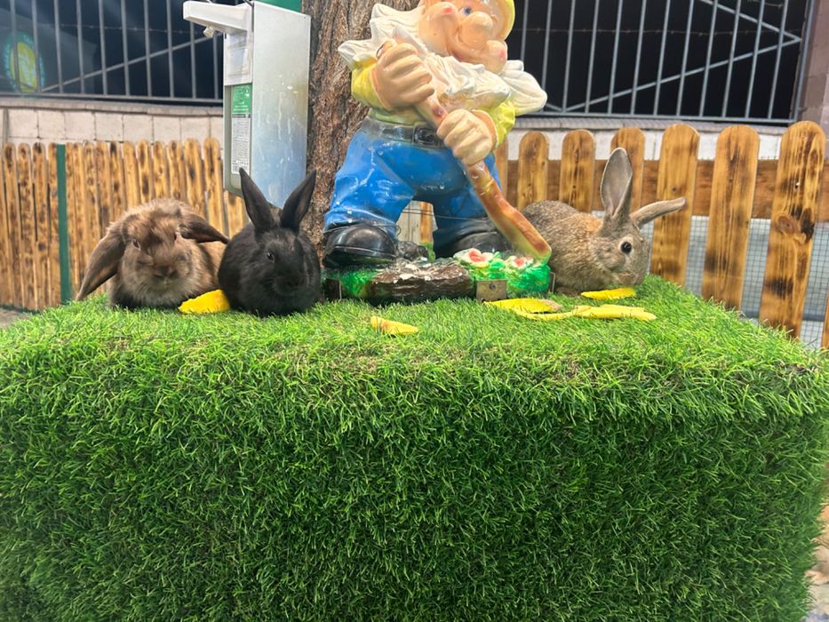 Животный кролики