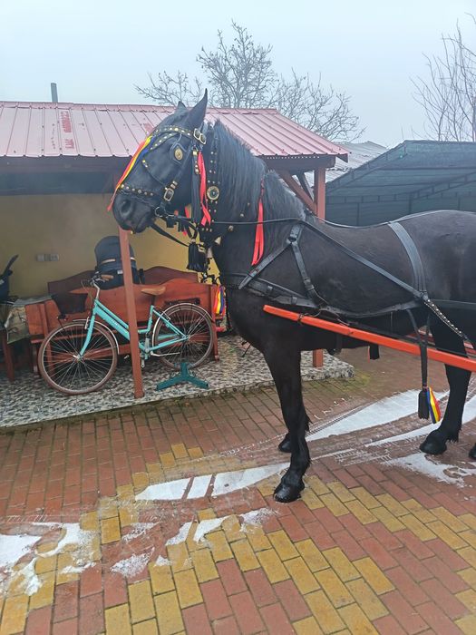 Vând cal, vârsta 7 ani