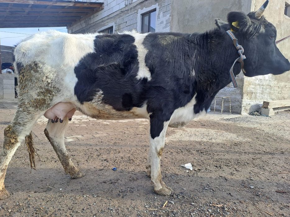 Дойльные коровы 900 000 тг