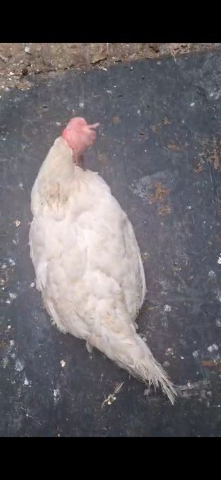 Куры несушки , белые