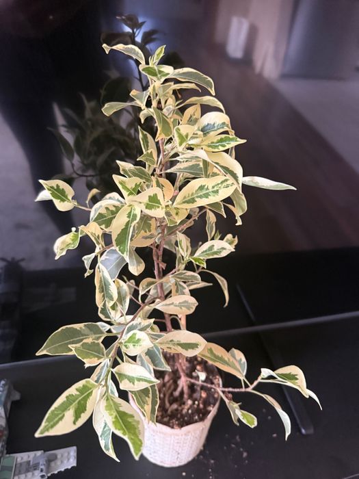 Комнатные растения