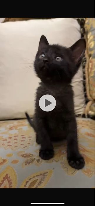 Отдам в добрые руки котенка