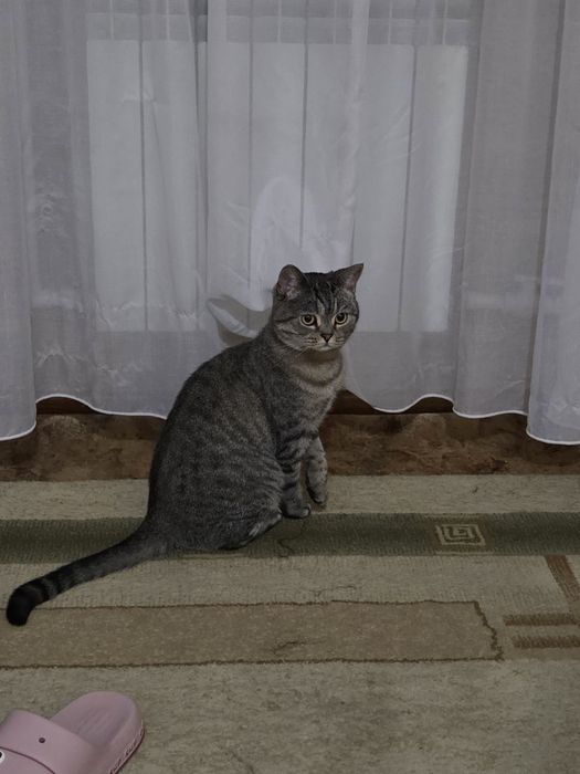 Шотландская прямоухая кошка