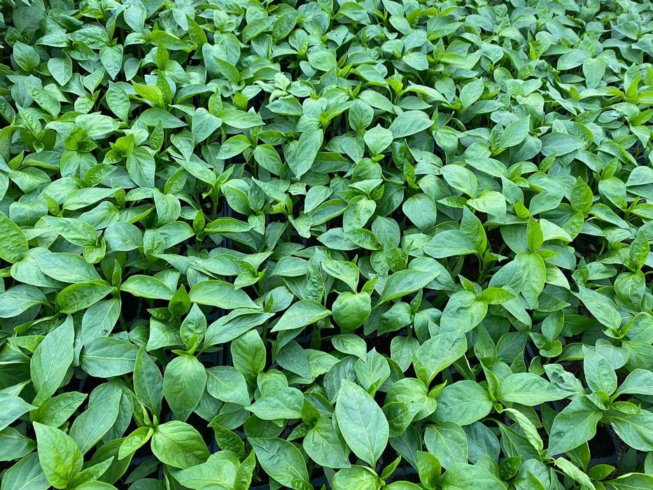 Răsaduri de legume direct de la producător AXIUC