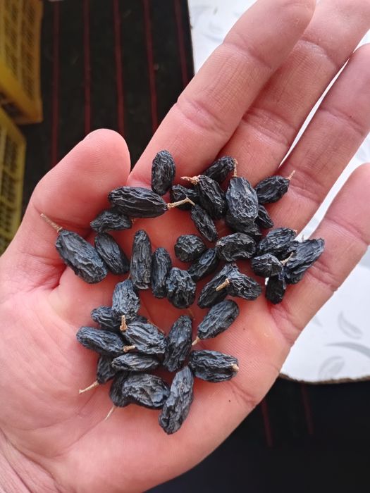 Изюм оптом! Мытый, отсортированный.Экспортно качество!