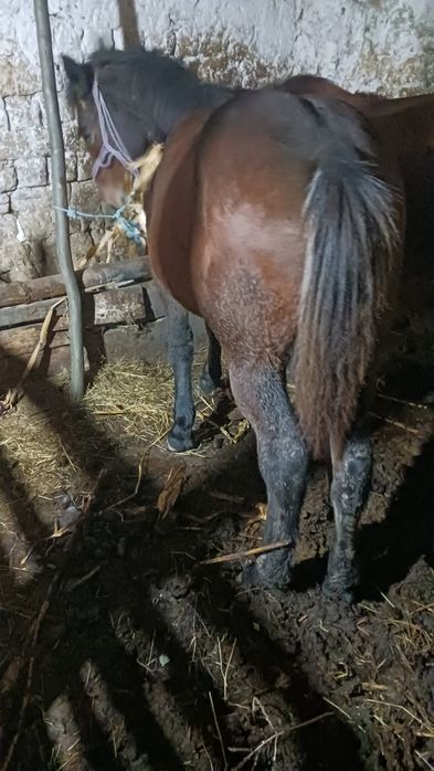 Manz 7 luni harmasar