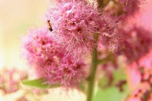 Макро екстендъри за Nikon с автофокус и контрол на блендата