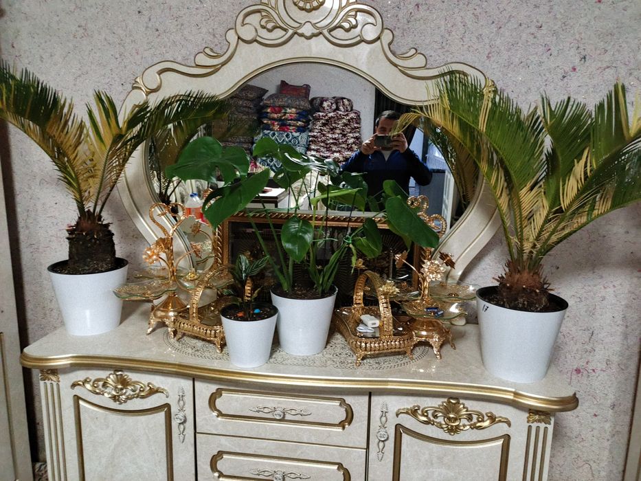 Продается комнатные растения