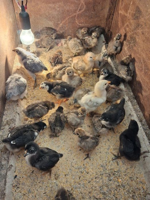 Vand pui mătase japoneză