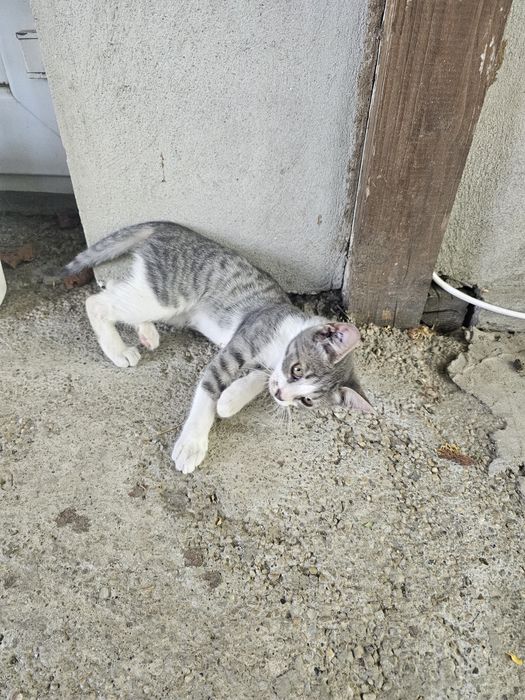 Adoptie pisici frumosi