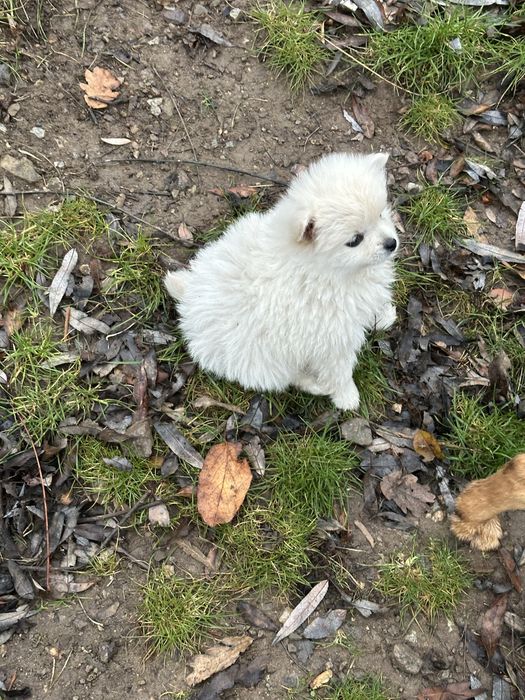 Женски немски шпиц