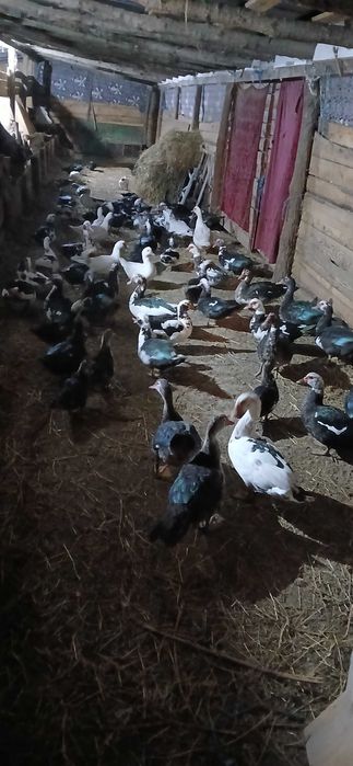 Rațe mute de vânzare, 70 lei bucata