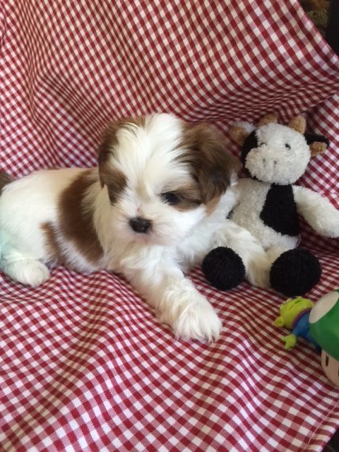 Shih Tzu mascul disponibil