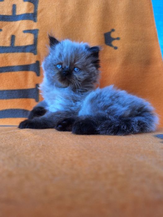 Персийско коте (колорпойнт)