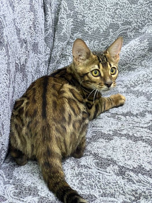 Котёнок бенгальский