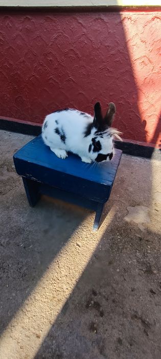 Iepuri Masculii de prăsilă