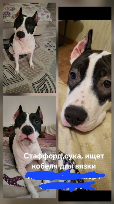 Ищет кобеля для вязки