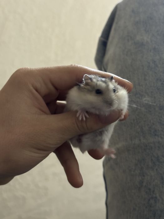 Продам хомячков джунгарских