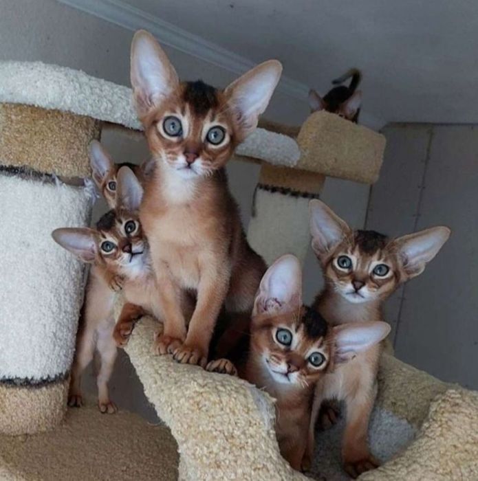 Абиссинские котята