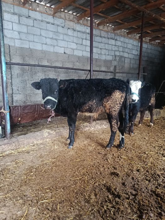 Еркек бузаулар бар