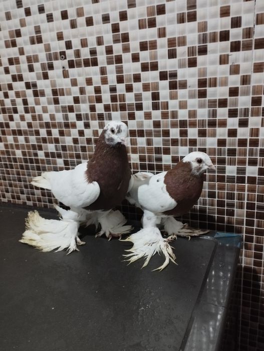 Kaptar qopqon sotiladi