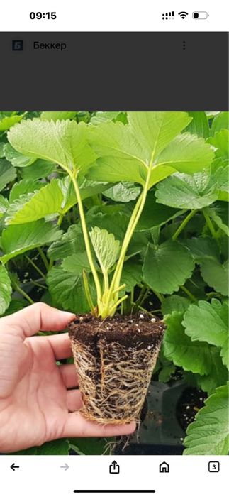 Рассада клубники