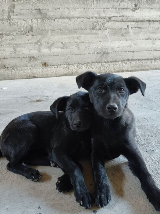 Отдадим бесплатно, двух щенков лабрадора.