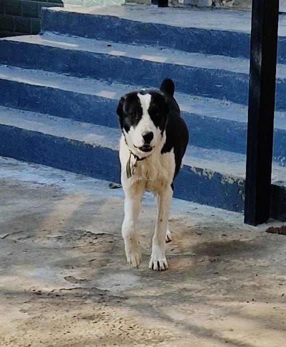 Собака собака собака