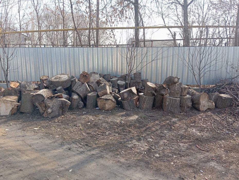 Карагаш сатамын  отынға