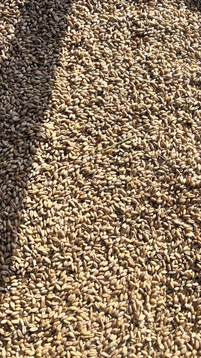 Продам пшеницу,сухая!