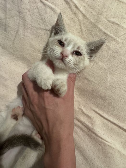 Pisici spre adoptie