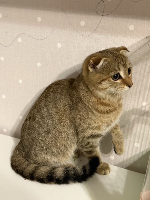 кошечка крошечка