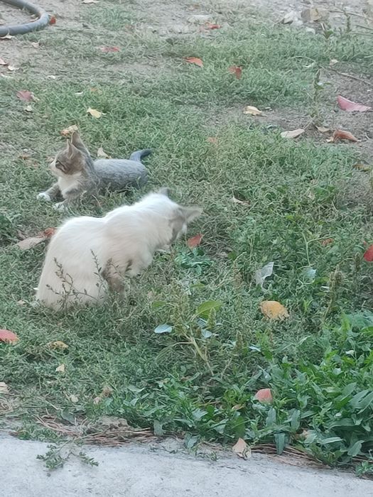 Котят бесплатно .