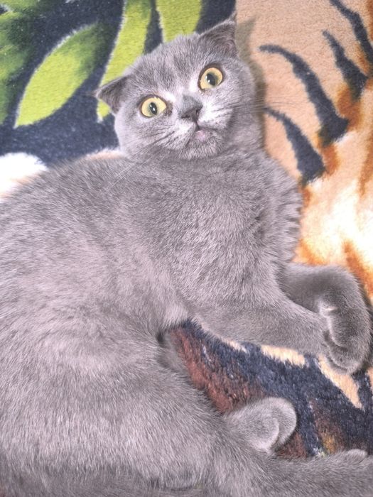 Шотландский фолд и страйт