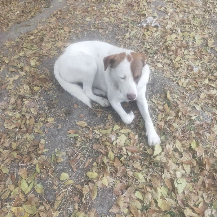 Продам благороднейшего Бима.