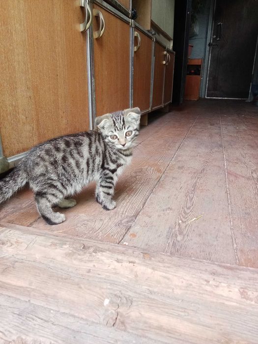 Отдам прекрасных котят